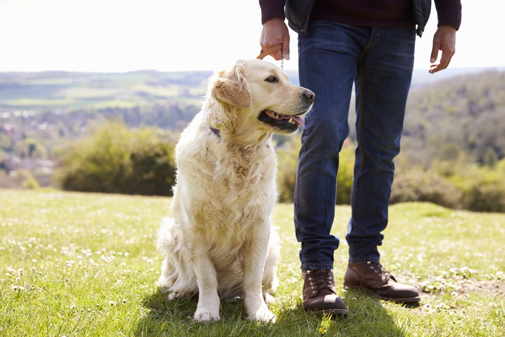 Van Insurance For Your Dog Walking Business - Insure 2 Drive