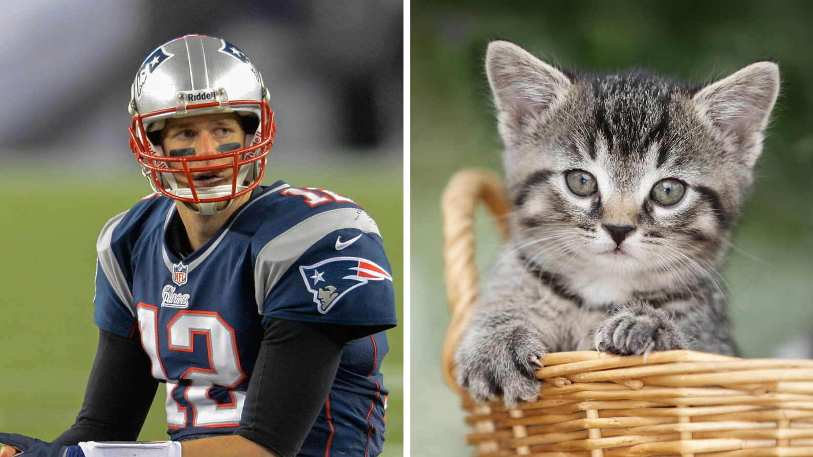 Tom Brady: No time for NFL comeback with new kitten 