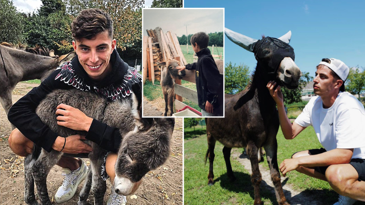 Kai Havertz reveals his teammates call him 'donkey' and explains his  wholesome relationship with the animal