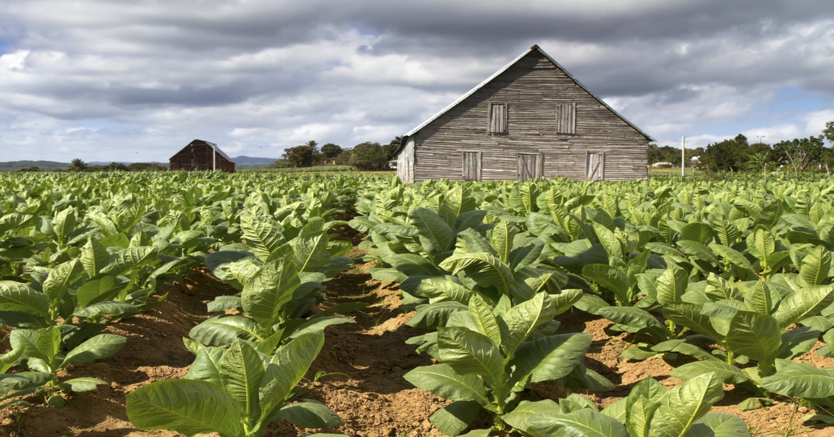 A Top Muni Fund's Secret: Buy Tobacco, Stay Clear of Puerto Rico