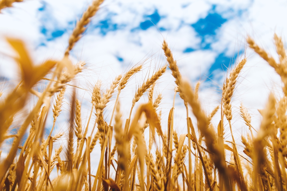 wheat-farm.jpg