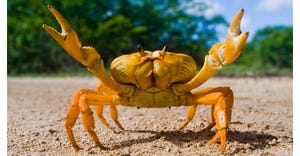 crab-electrolyte.jpg