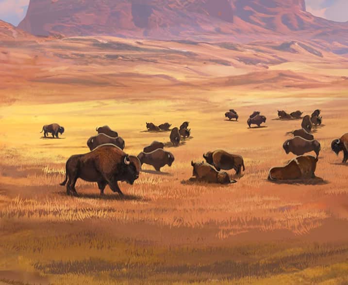 Buffalo Collector