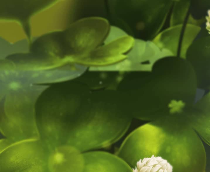 Clover Rollover Star Trail