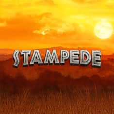 91343-BINGO-Stampede-LO-GTs_MJL001-1000x1000.JPG