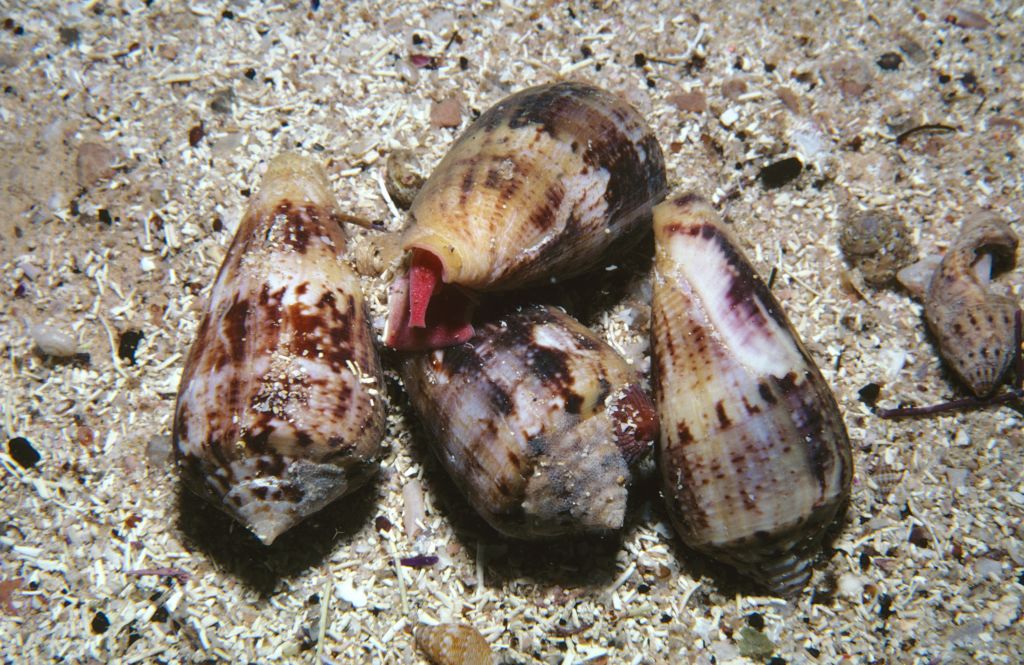 TikToker unknowingly captures life-changing encounter with one of the world's  deadliest animals