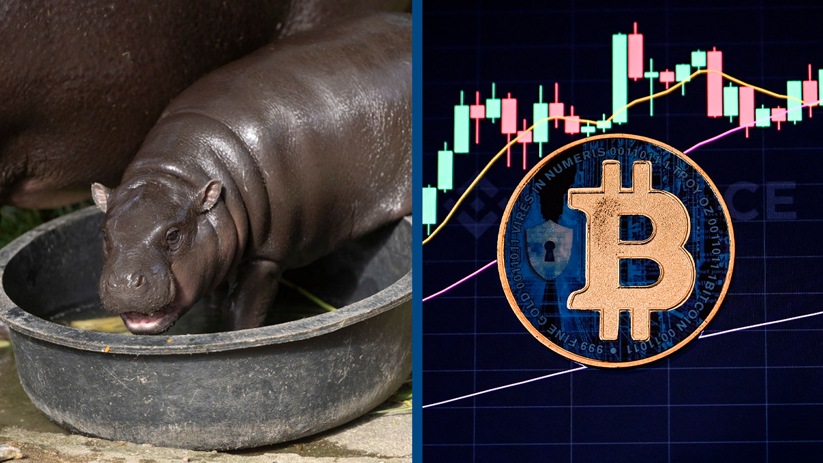 Moo Deng meme coin continues to skyrocket after investor turned $800 into  $11,900,000