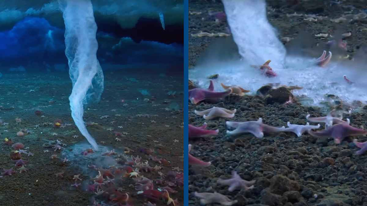 Sinister footage of rare 'ice finger of death' that kills everything it  touches leaves viewers horrified, image size:1200x675
