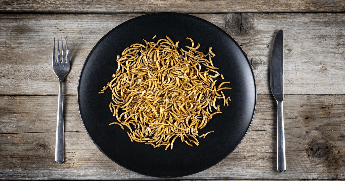 Mealworms on the menu: Finetuning insect protein for food applications