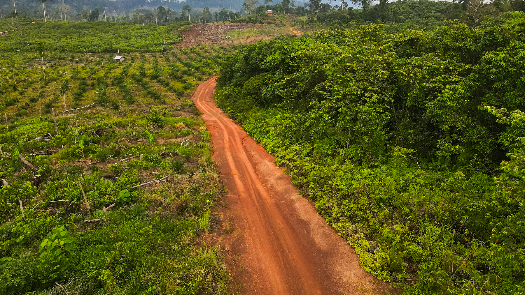 Aerial view of deforestation in Berau, East Kalimantan, Indonesia. Land is cleared for palm oil next to the tropical rain forest