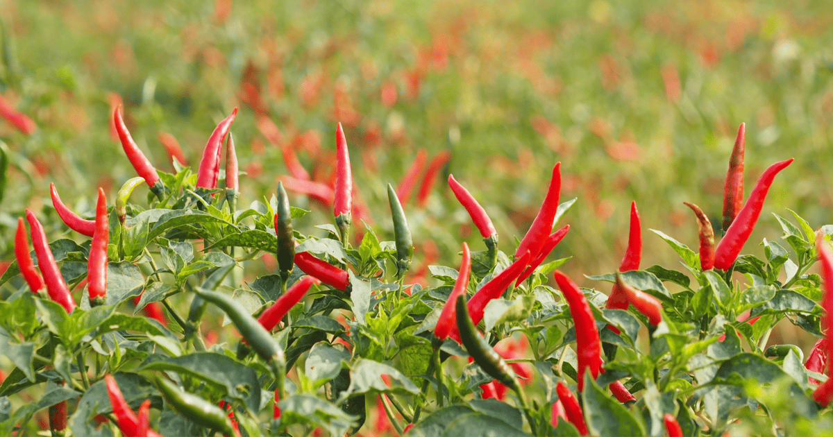 TEROVA’s commitment to sustainable ingredient sourcing
