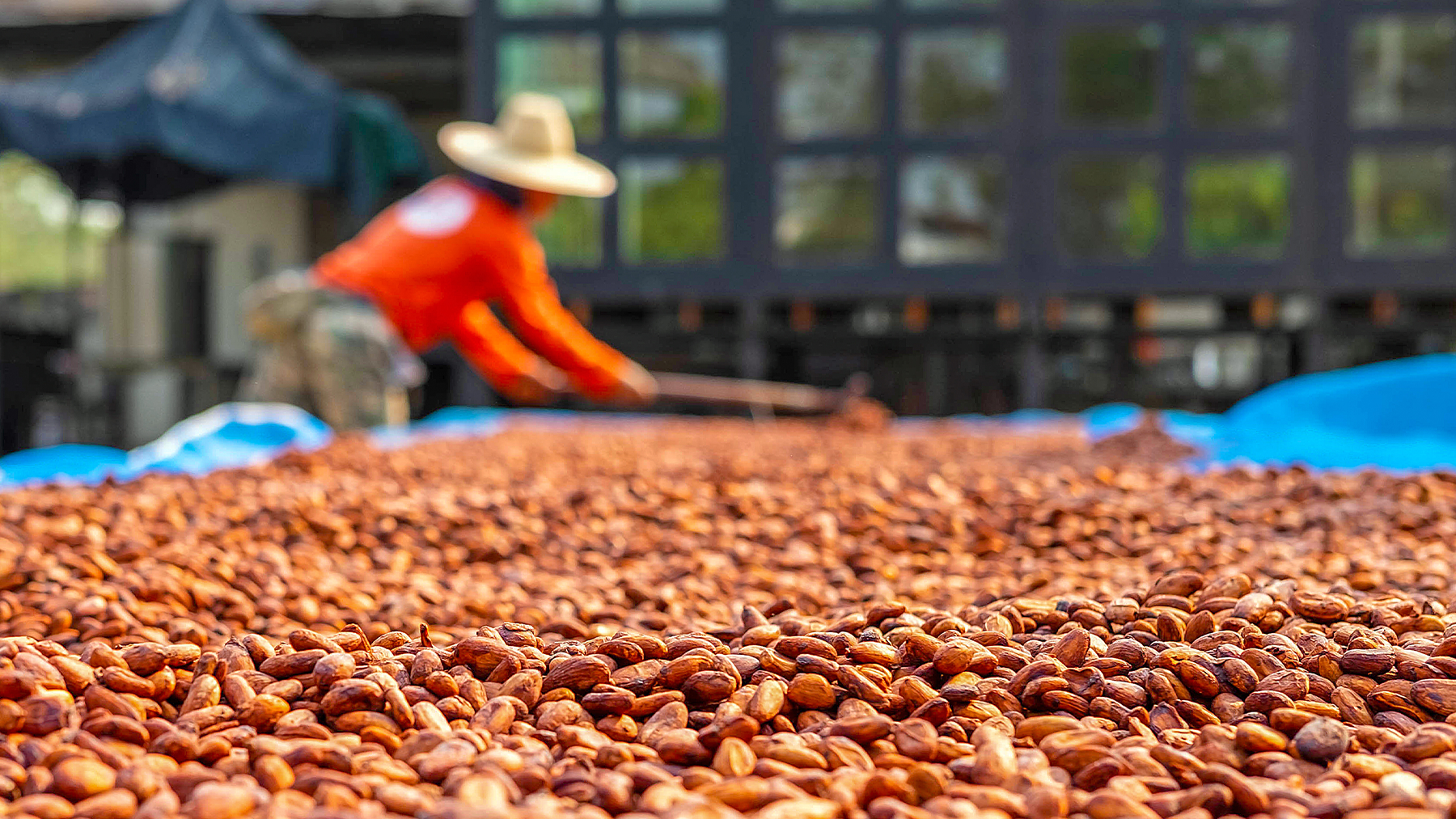 Cocoa farmer drying cocoa beans in the sun