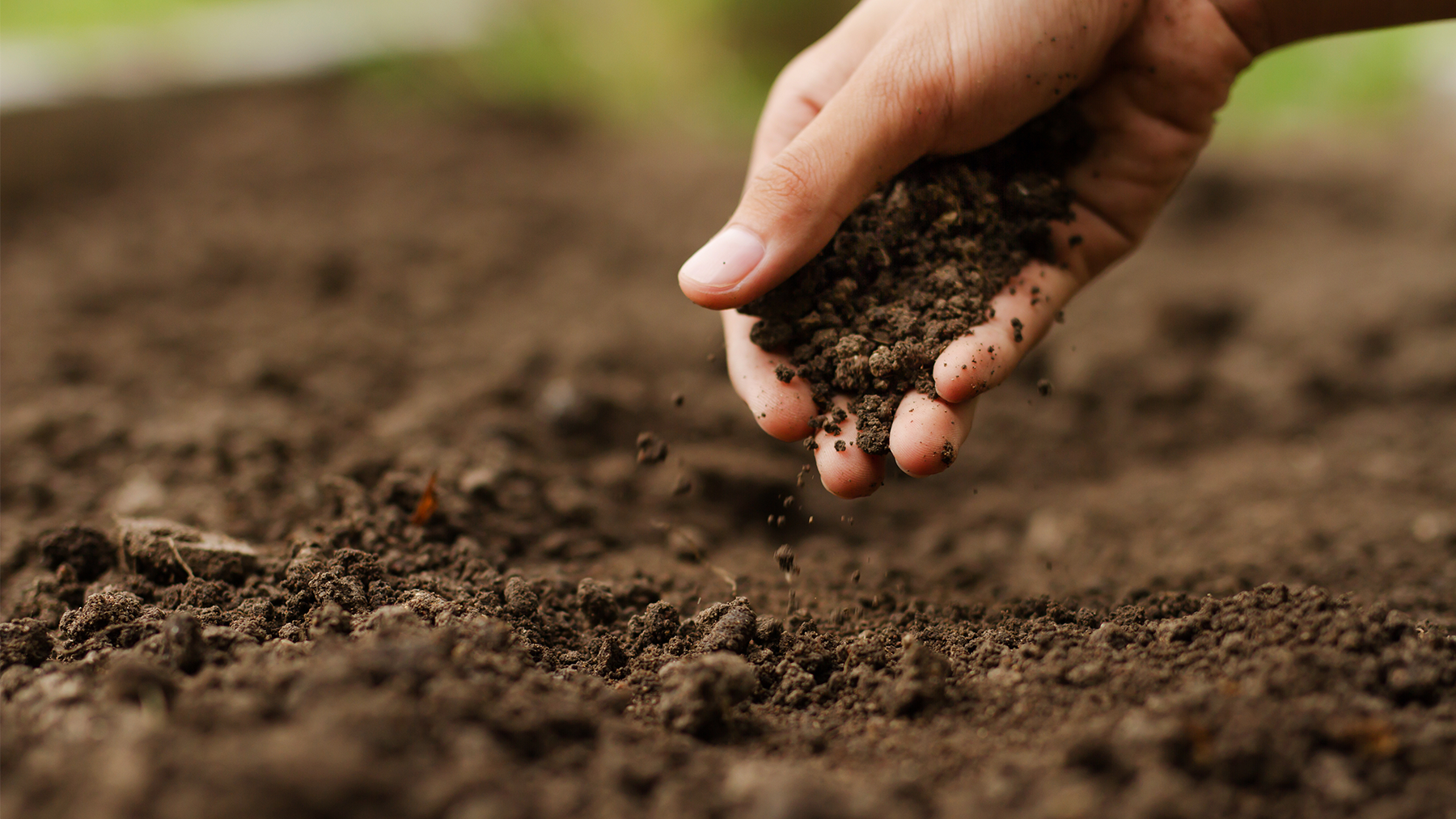 Expert hand of farmer checking soil health before growth a seed of vegetable or plant seedling