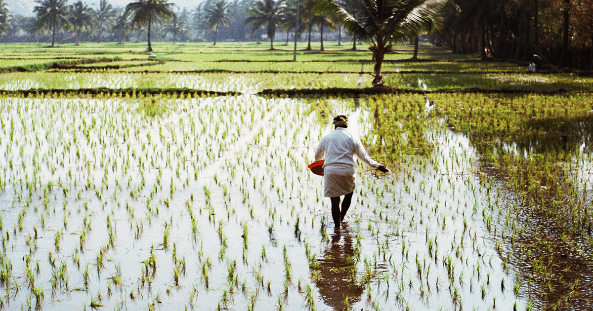 Is there a nicer way to produce rice?