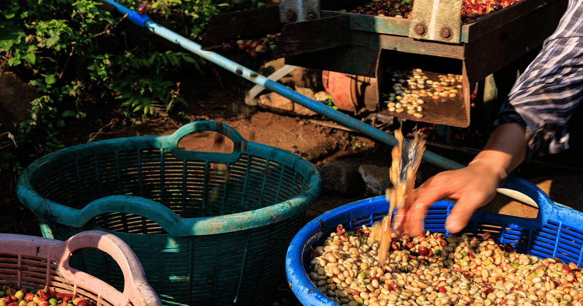Study highlights coffee pulp's safety and nutritional potential for ...