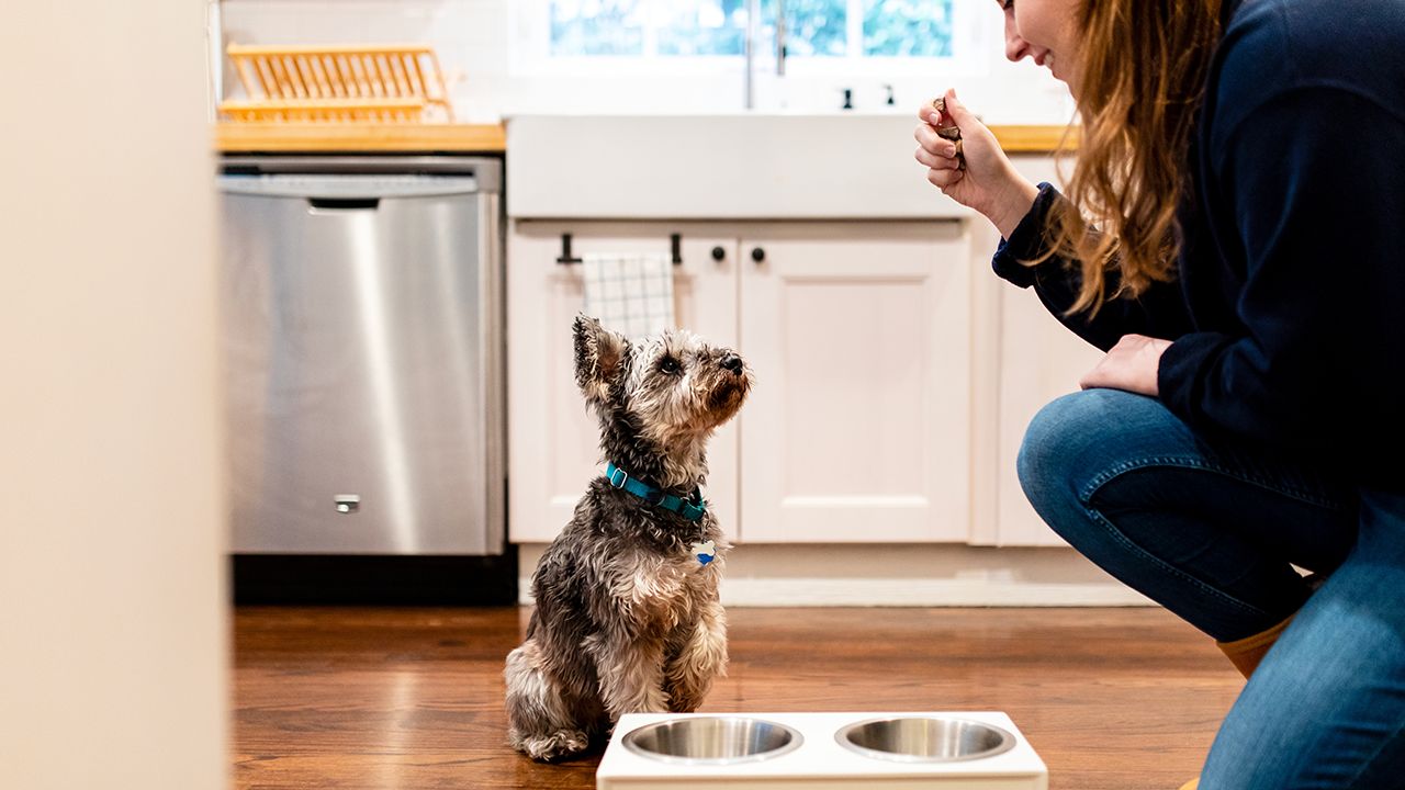 Pet food testing moves from the kennel and into the home