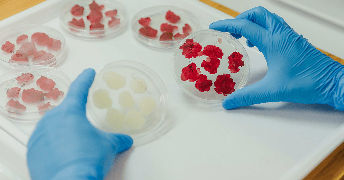 Farming plant cells in bioreactors for sustainable ingredients