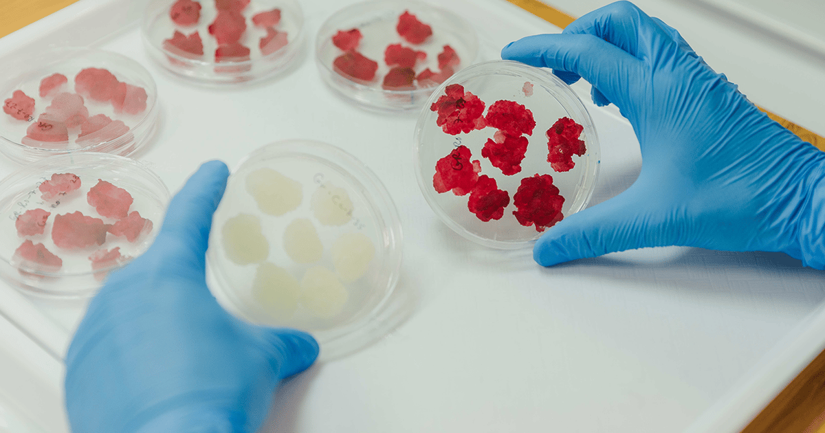 Cell Farm Farming plant cells in bioreactors for sustainable ingredients