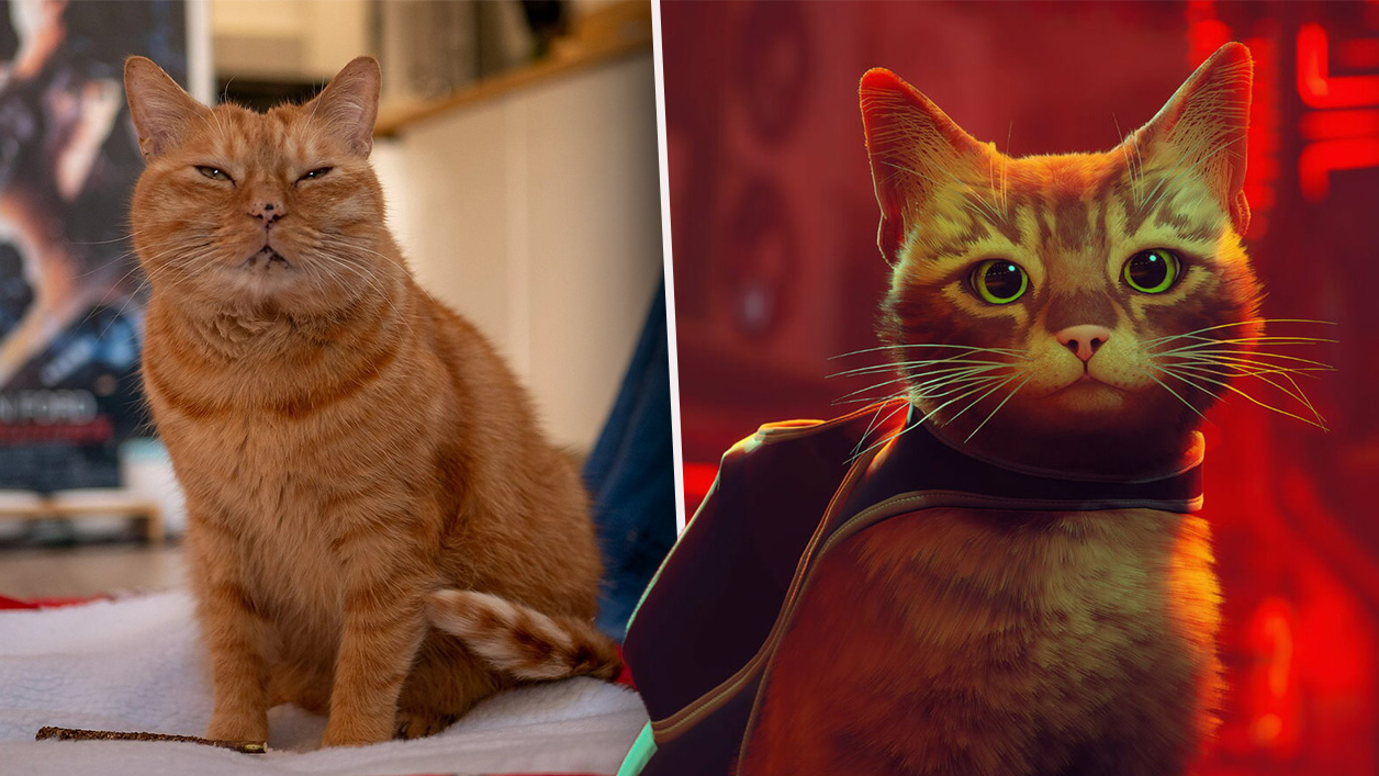 Cat Game 'Stray' Introduces Three Real Life Feline Stars