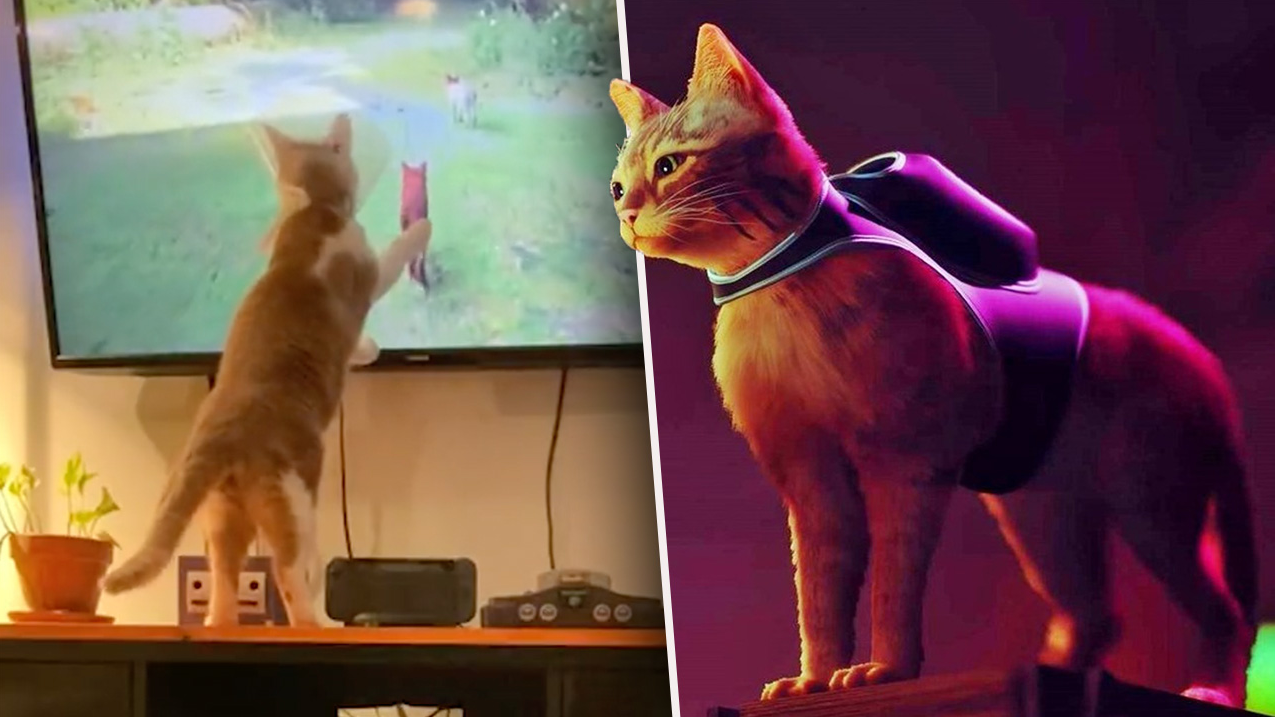 Stray' — the videogame where you play as a cat — is breaking the internet -  MarketWatch