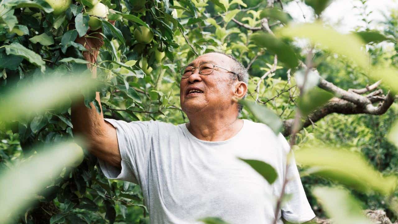 Myasthenia_Gravis_Senior_man_picking_green_apples_image_5