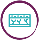 Icon showing a cross section of human tissue