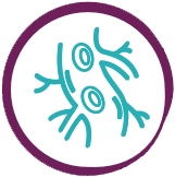 Icon showing an artery