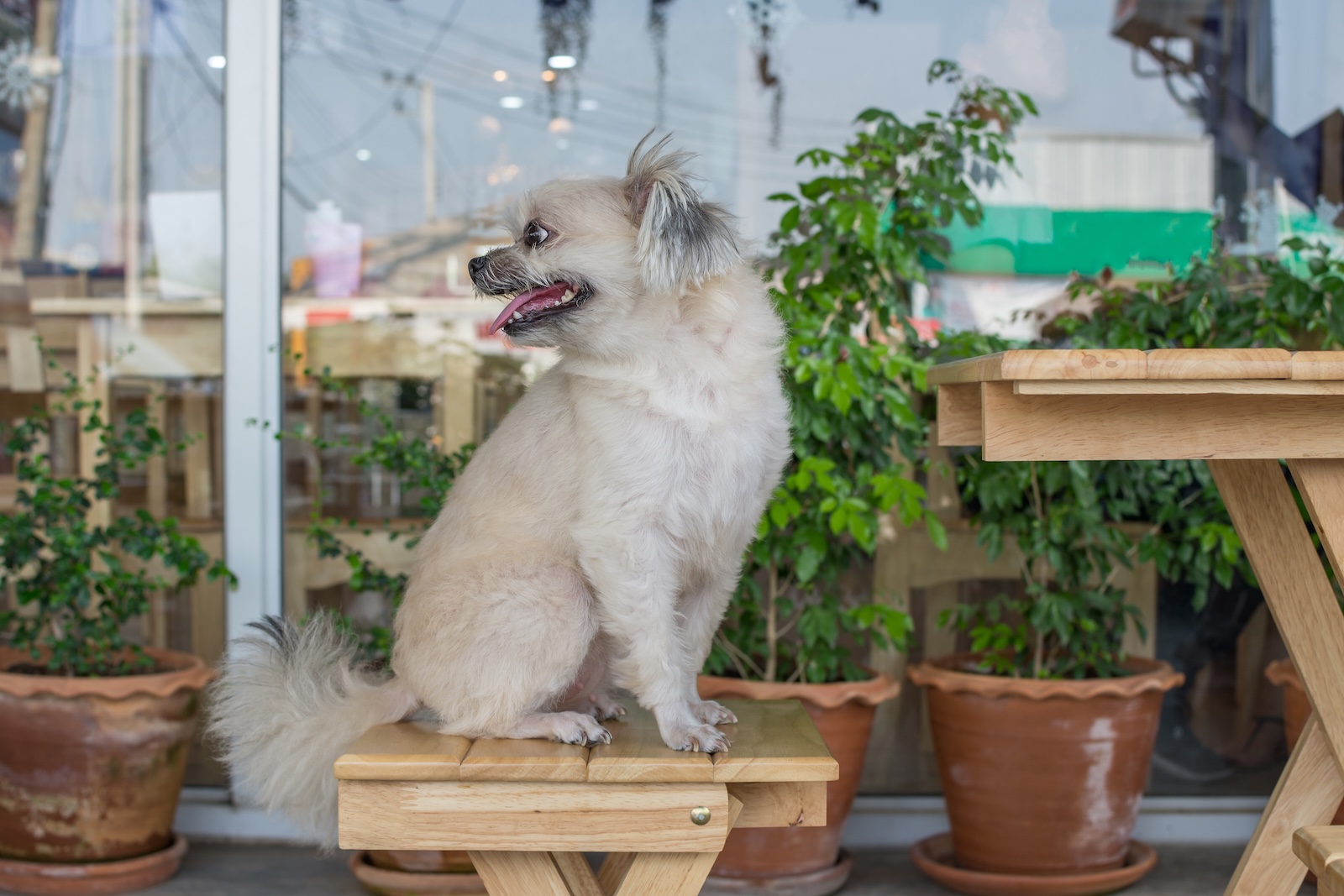 A dog sitting on a wooden table outside a restaurant in NYC, enjoying the atmosphere