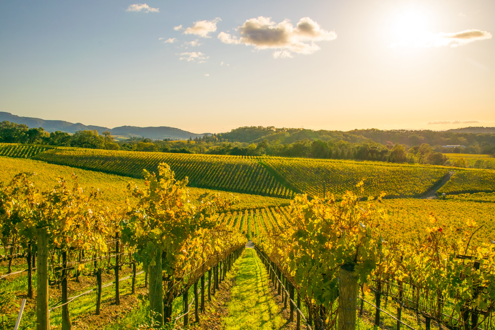 A picturesque vineyard in Napa Valley, California, bathed in the warm glow of a sunset.