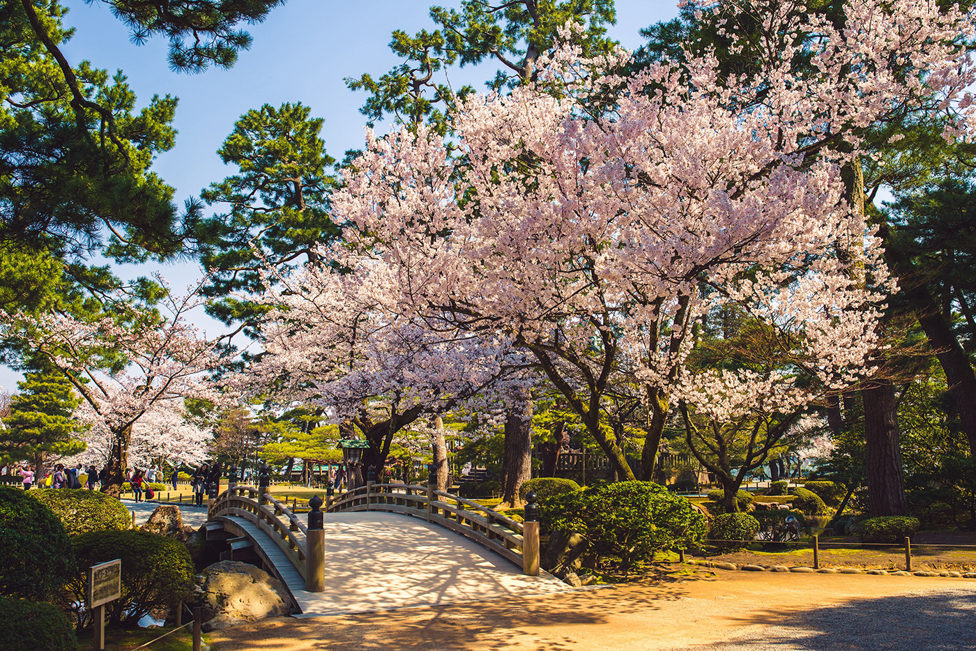 金沢の桜の名所、茶店、ねじれた古木の林を探索しよう