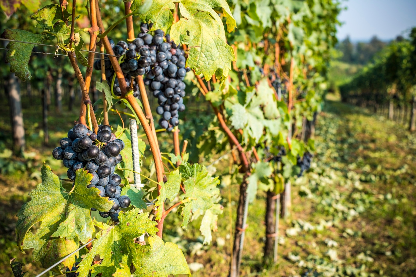 Grapes ripening on the vine in a picturesque Castelli Romani vineyard under clear blue skies.