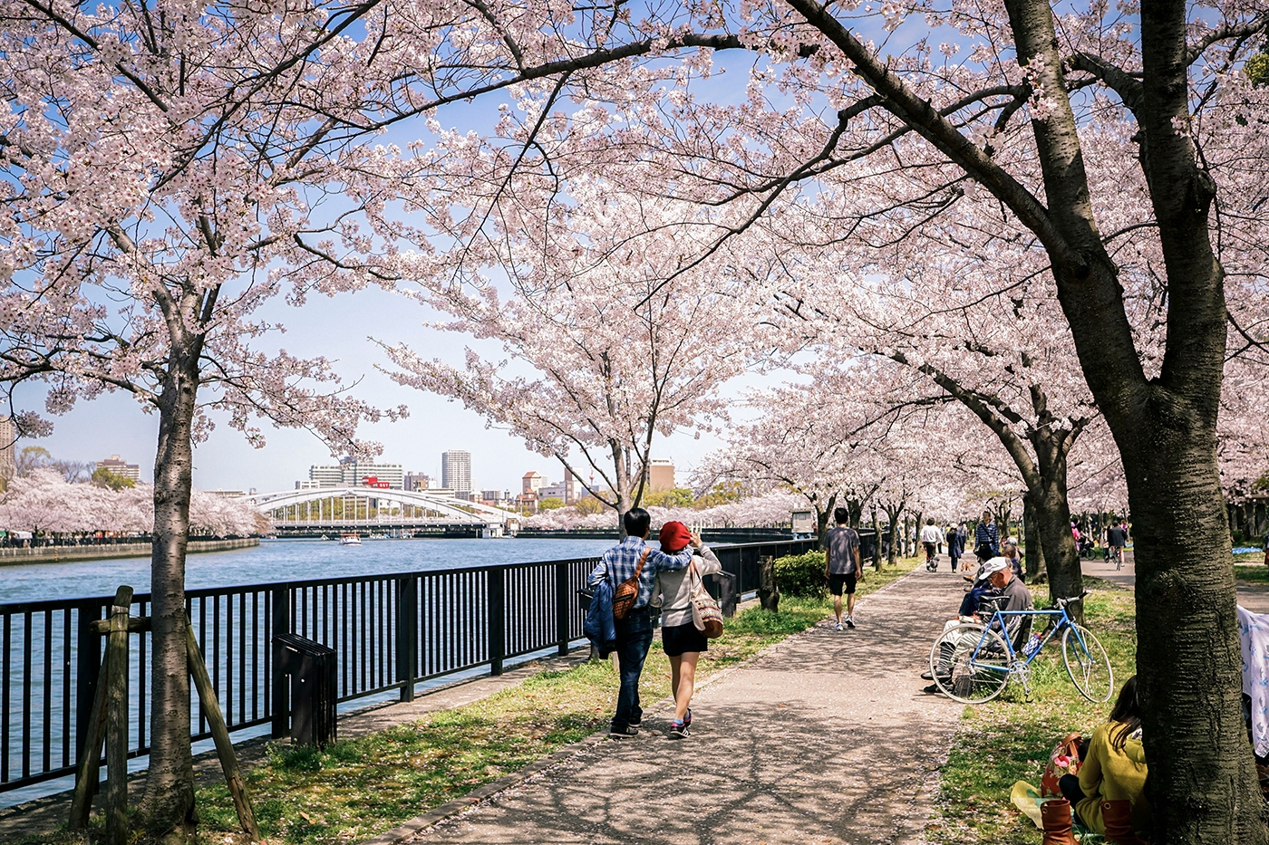 The riverbank becomes a canvas of pink hues as cherry blossoms bloom along the scenic Kema Sakuranomiya Park