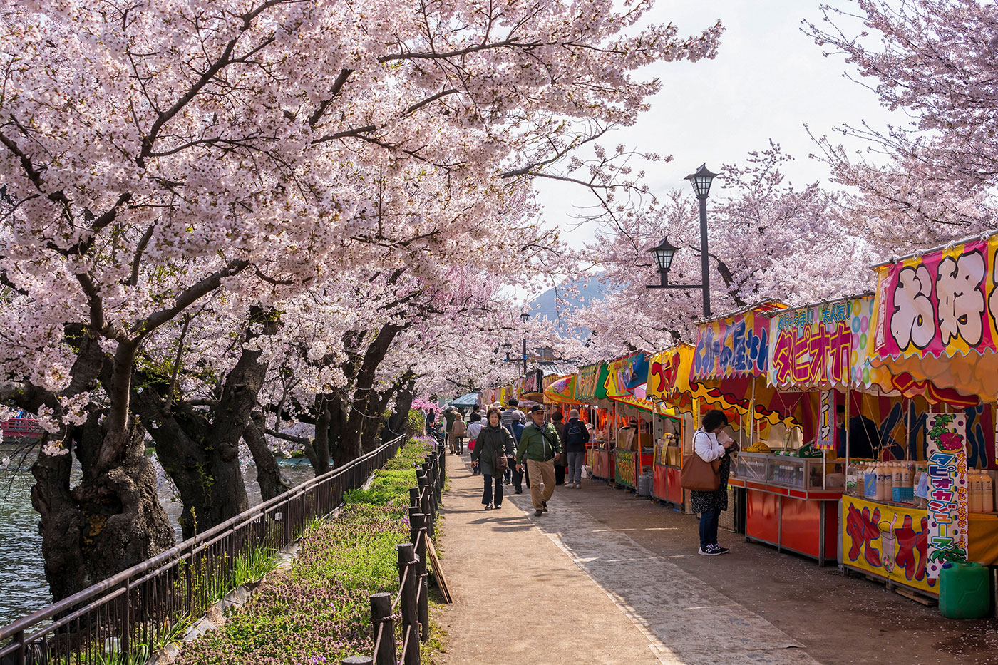 Der Garyu-Park in Nagano, Japan, verwandelt sich in ein lebendiges Zentrum, in dem Besucher neben einem bezaubernden Markt entlang des Flusses die Schönheit der Sakura genießen können