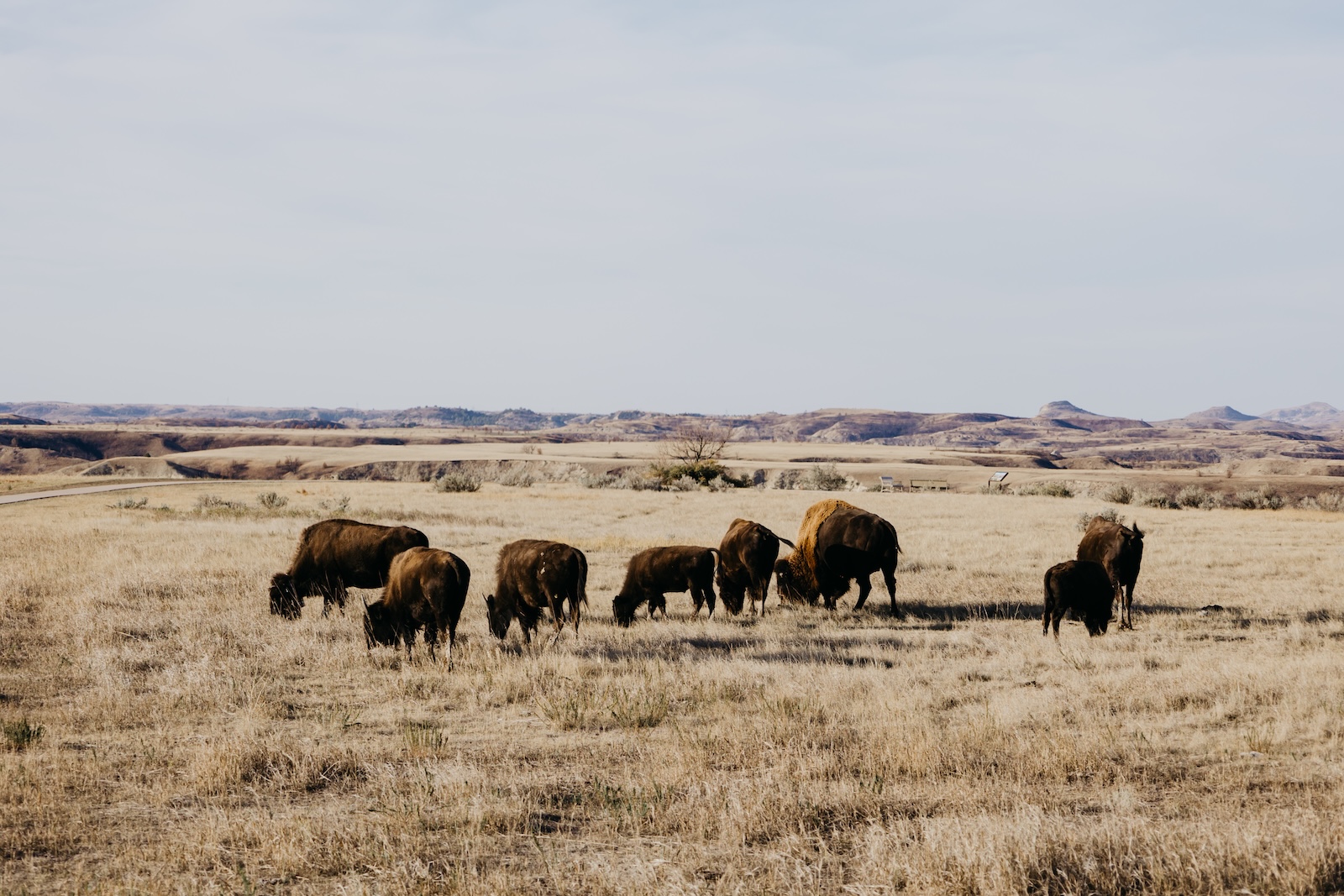A herd of bison grazes peacefully in a field at Theodore Roosevelt National Park, North Dakota.