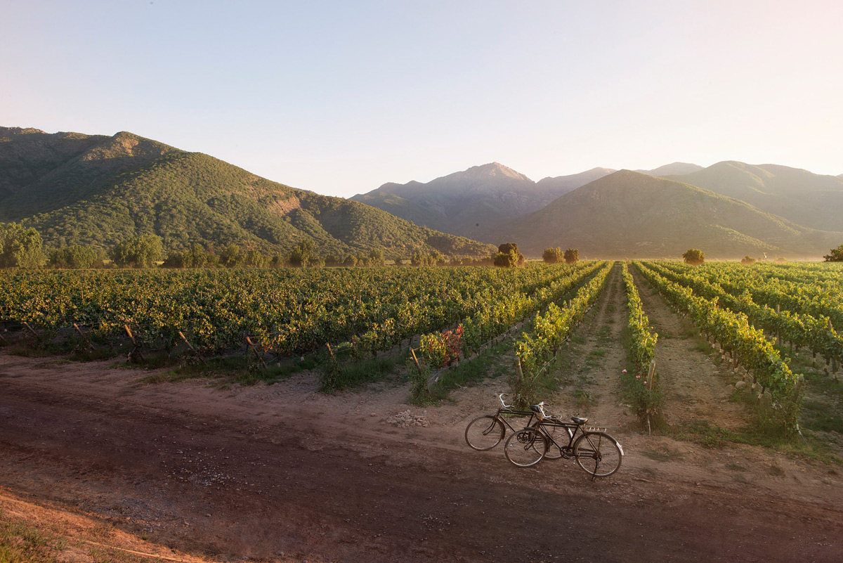 A bicycle parked in front of a lush vineyard in Napa Valley, California, showcasing the beautiful landscape