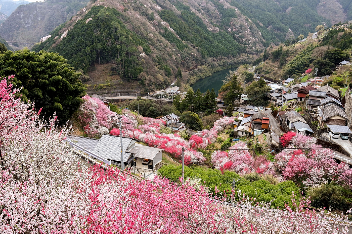 Niyodogawa Town's Teramura District in Kochi Prefecture bursts with color, showcasing nature's vibrant palette in a picturesque display