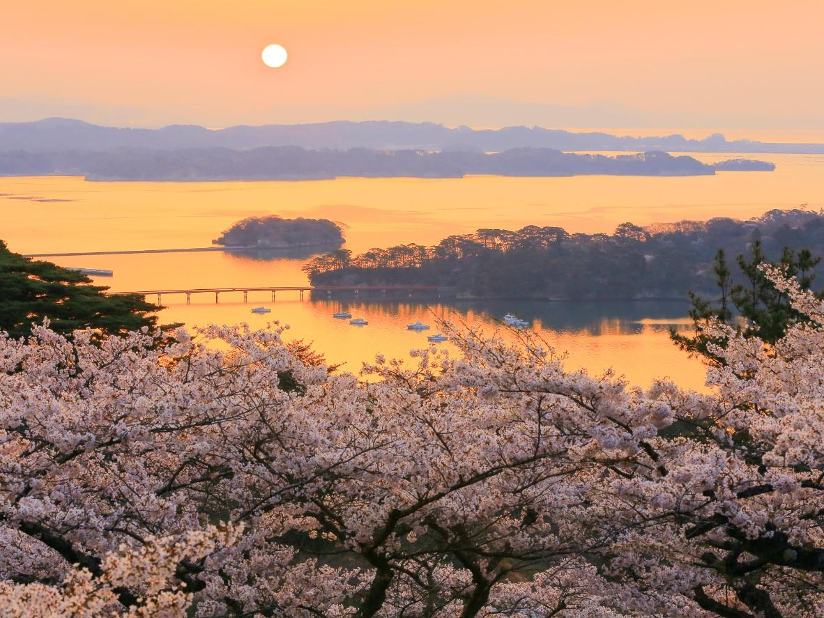 Vistas espectaculares del sakura en el parque Matsu