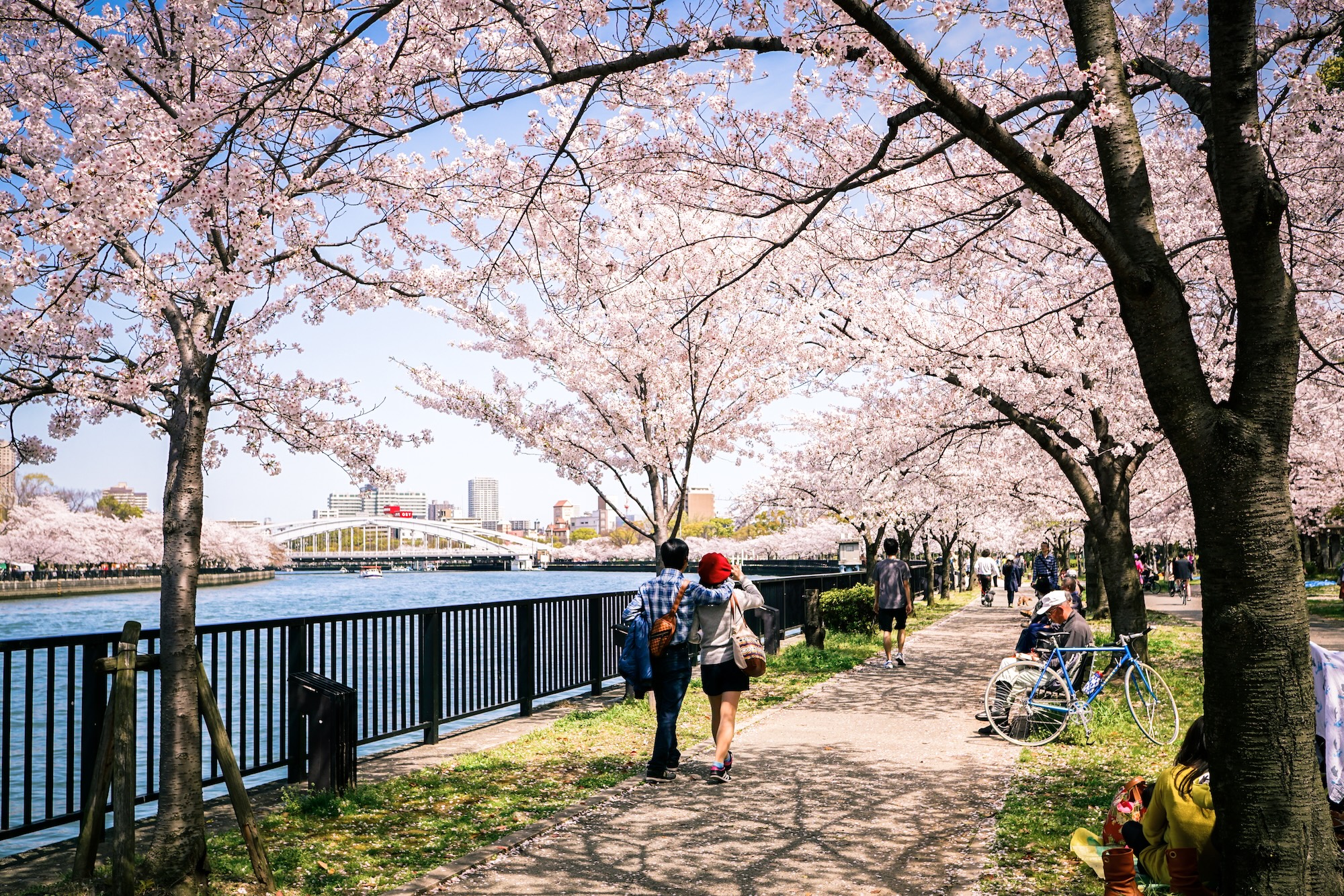 People walk past a river in Osaka next to cherry blossoms