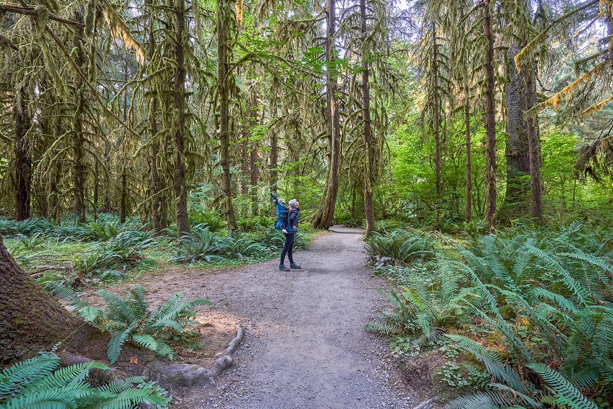 A lone hiker explores a scenic trail in the Hoh Rainforest, immersed in the beauty of towering trees and lush surroundings.