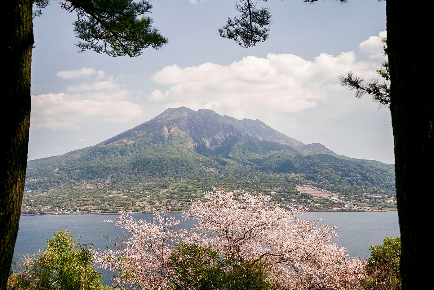 Der Berg Sakurajima in Kagoshima ist ein Schichtvulkan, der für seine atemberaubende Schönheit bekannt ist, besonders im Frühling