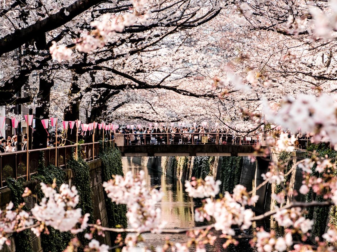 Kirschblüten in voller Blüte entlang des Flusses Meguro in Tokio