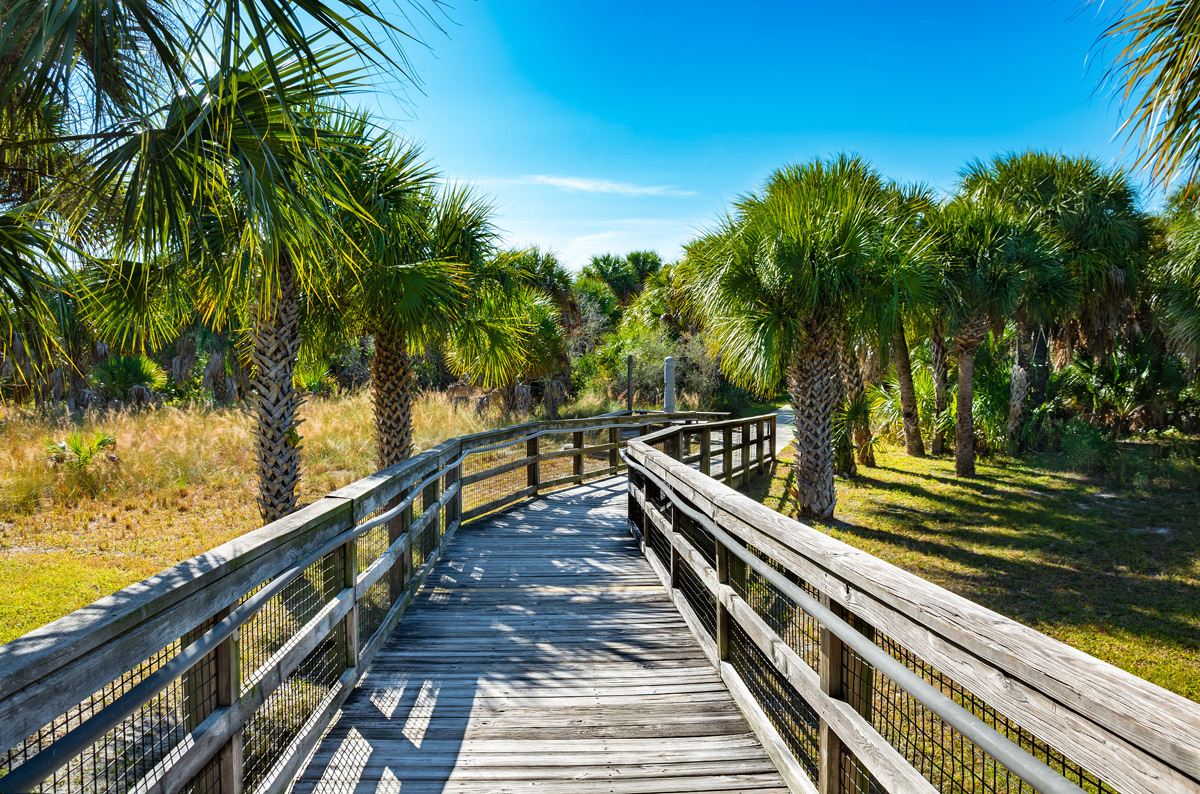 A scenic wooden boardwalk at Honeymoon Island State Park, Florida, surrounded by lush greenery and coastal views.