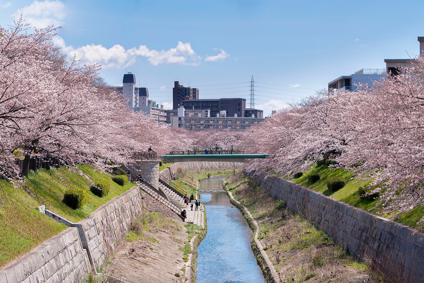 桜が川の堤防を美しく彩り、自然と都市計画が融合した穏やな光景を作り出します