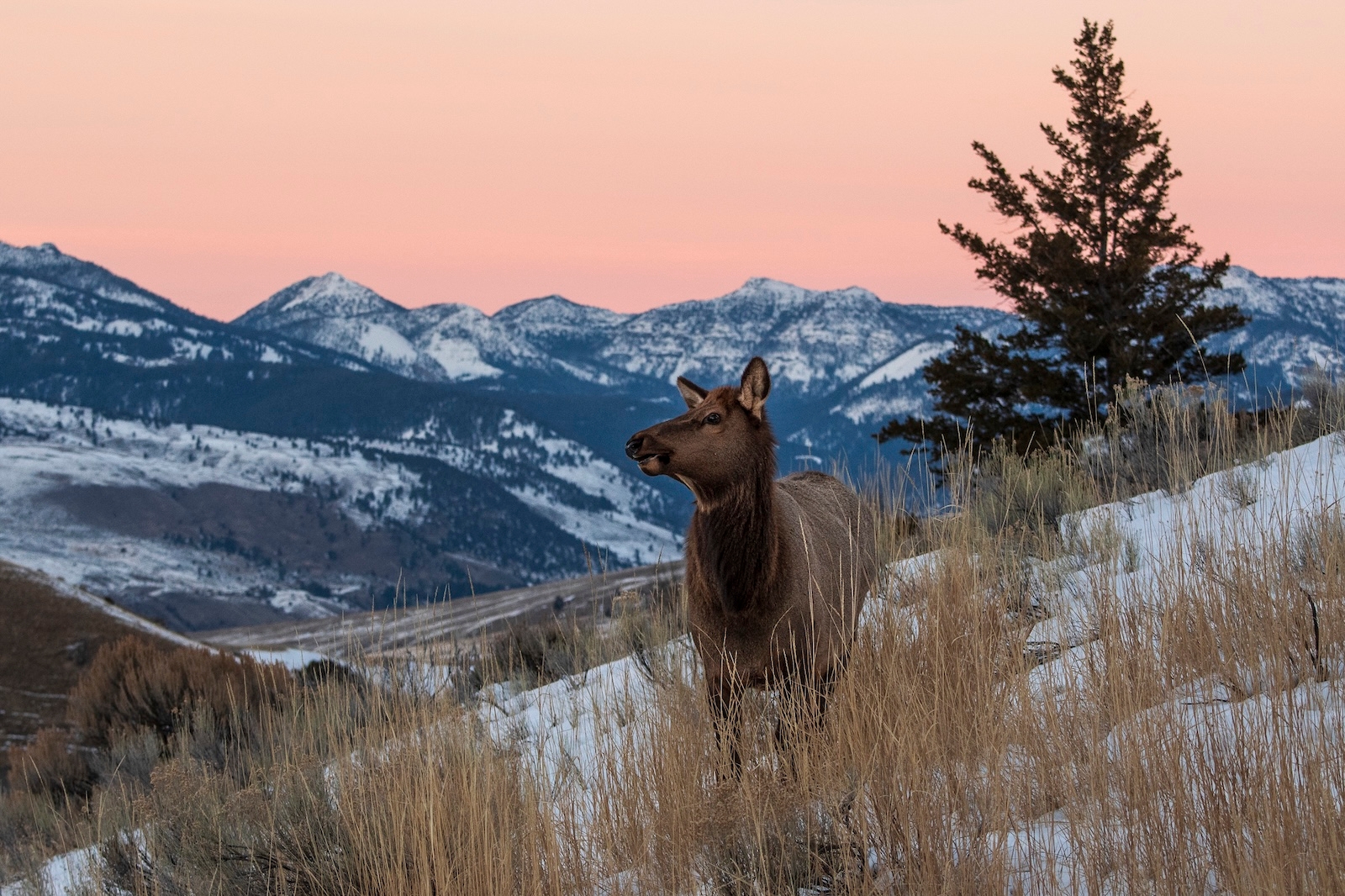 An elk stands in a grassy field in Yellowstone National Park, blending with the natural surroundings