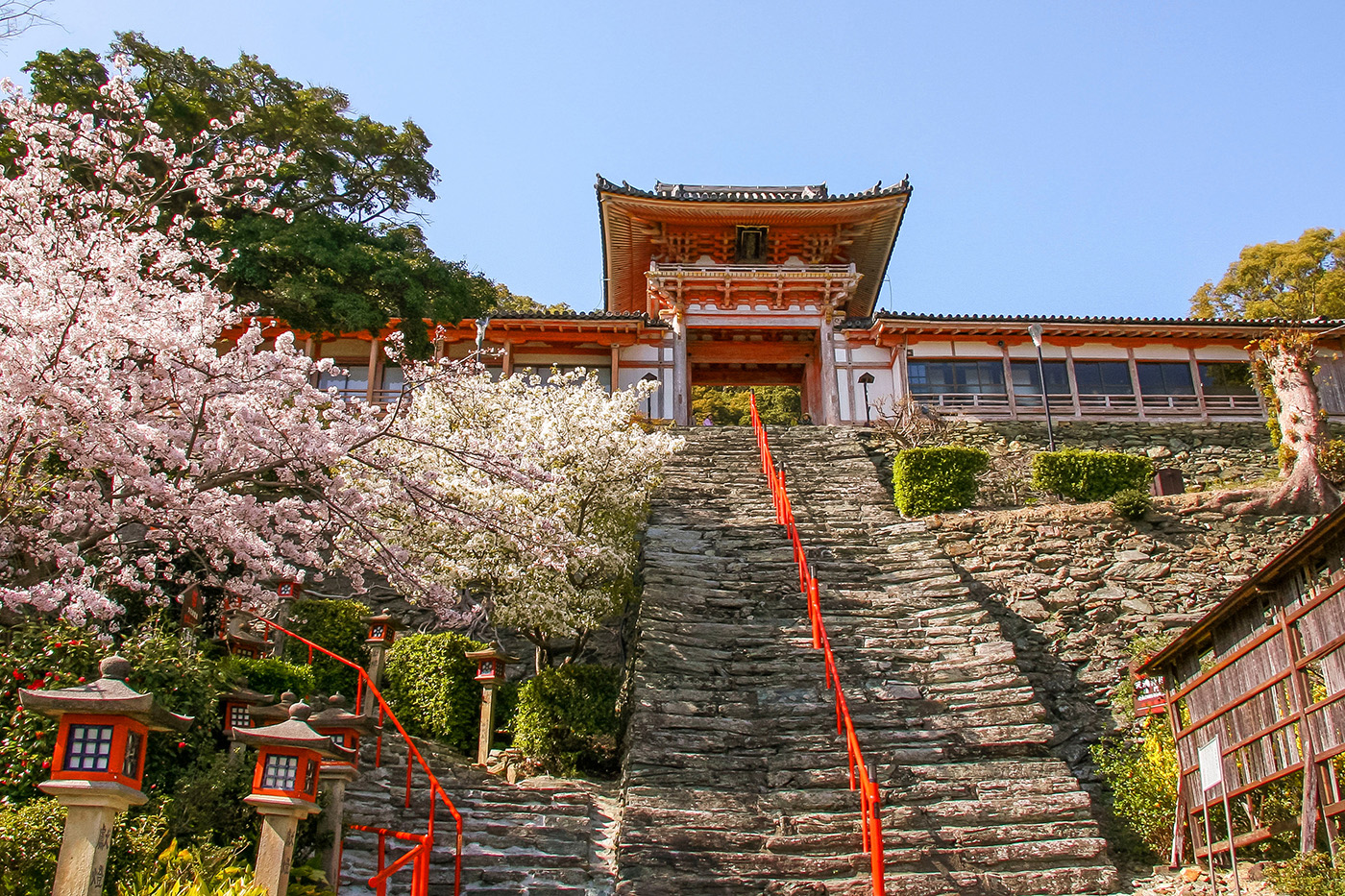 Wakayama's Wakaura Tenmangu Shrine comes alive with the arrival of cherry blossoms, offering a blend of cultural richness and natural splendor