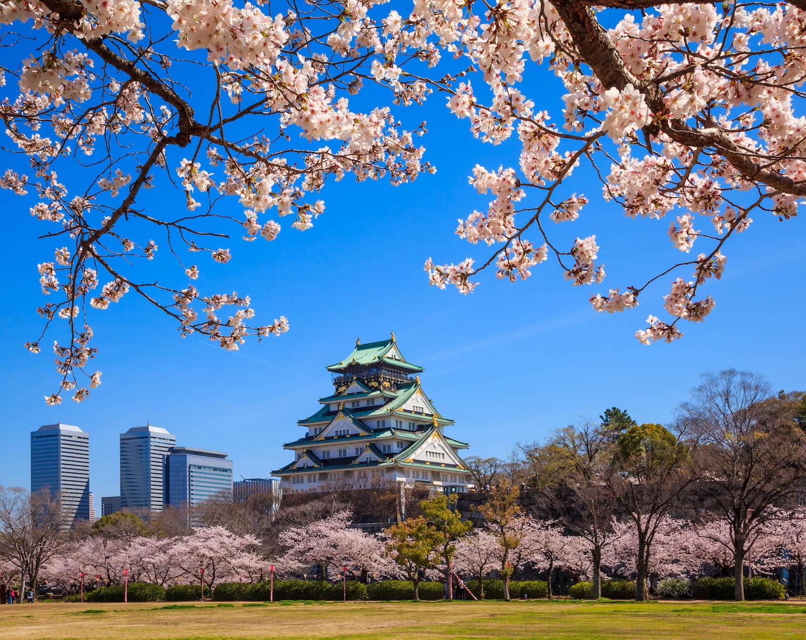 Cherry blossoms bloom vibrantly in front of Osaka Castle, creating a picturesque spring scene