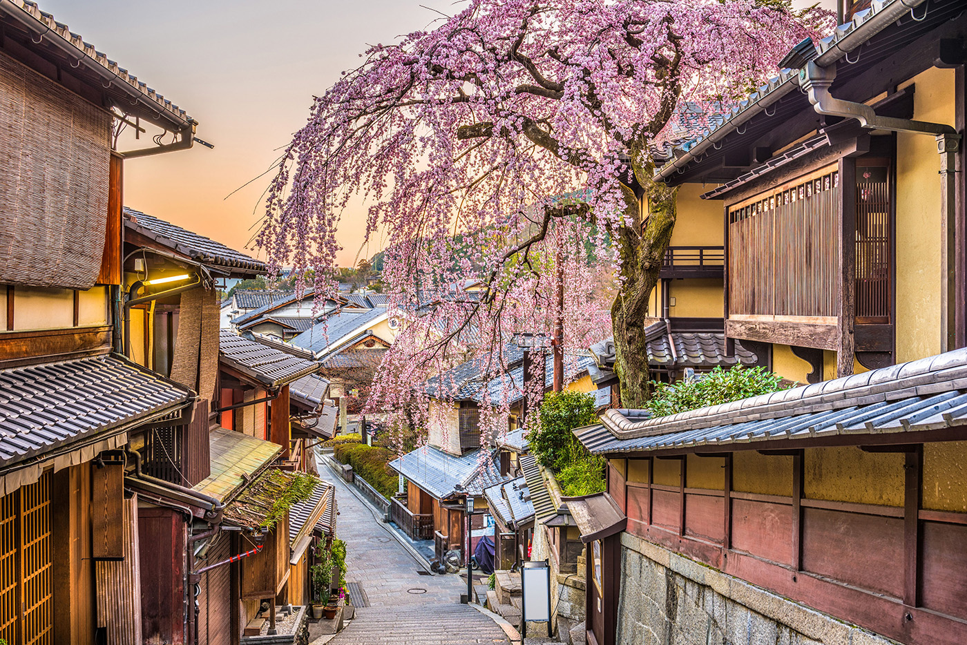 Se pueden ver los cerezos en flor entre templos, jardines y palacios en Kioto