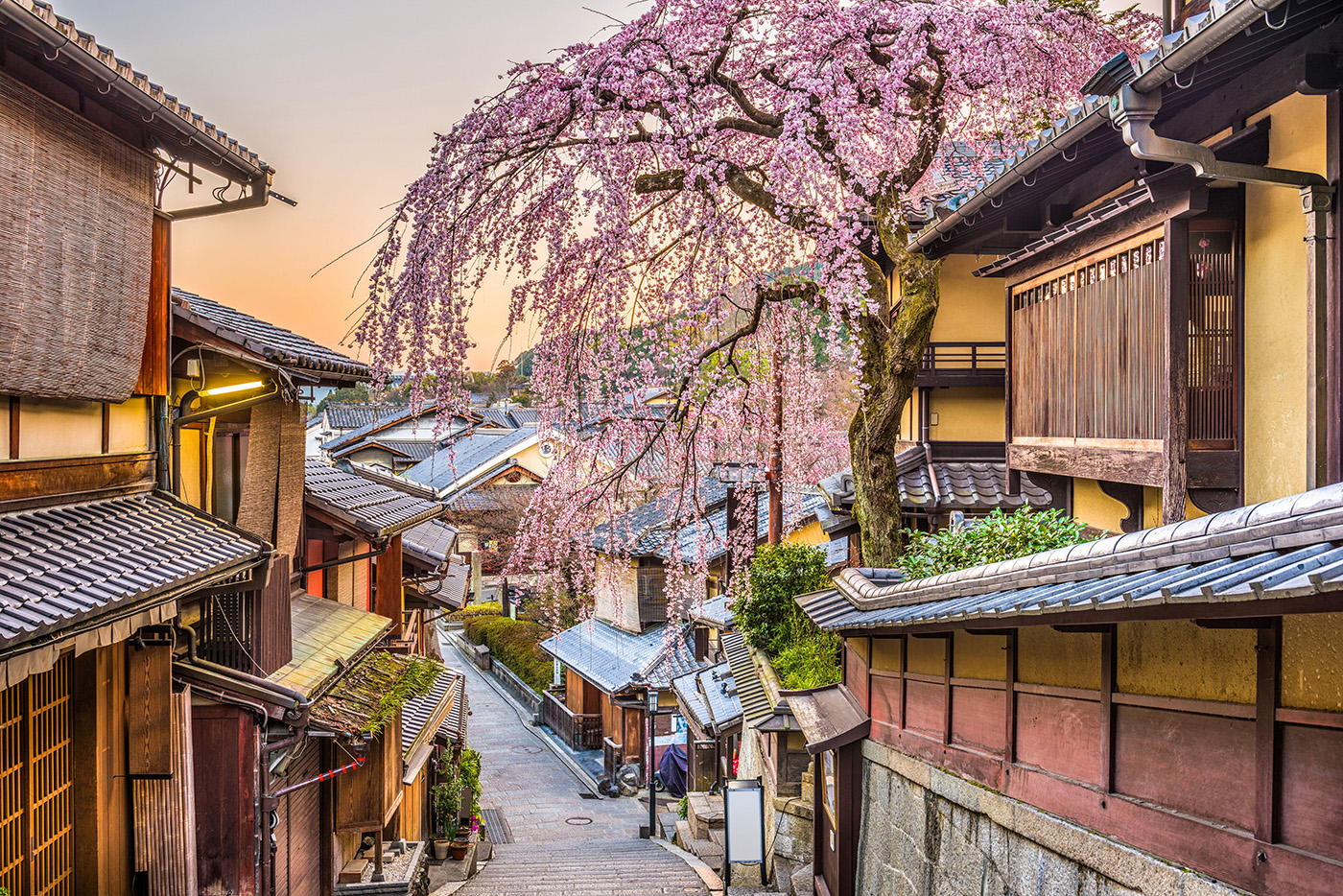 See Cherry Blossom Amid Kyoto s Temples Sweeping Gardens And 
