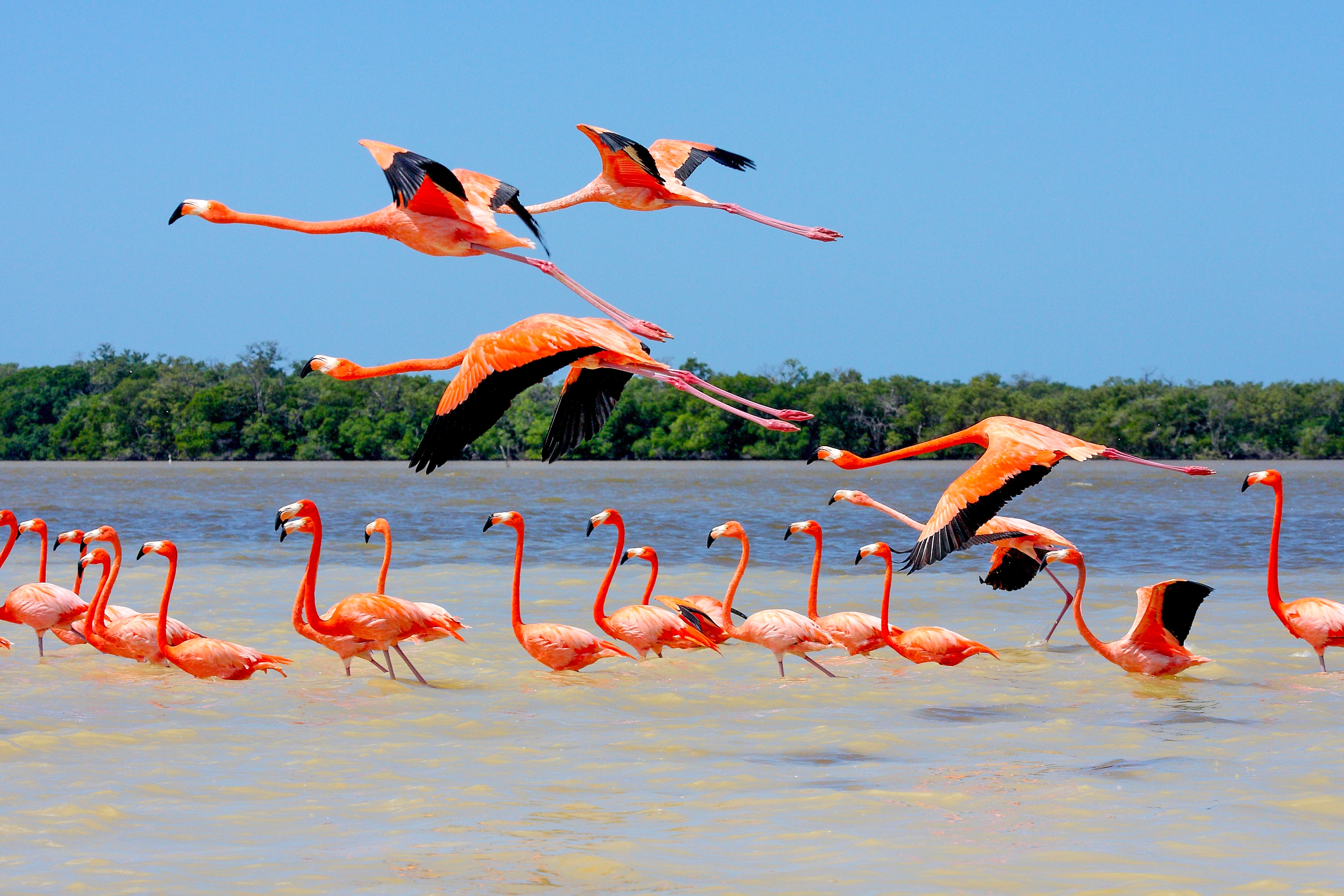 Nature lovers can take a boat cruise amid flamingos at the Celestún Biosphere Reserve