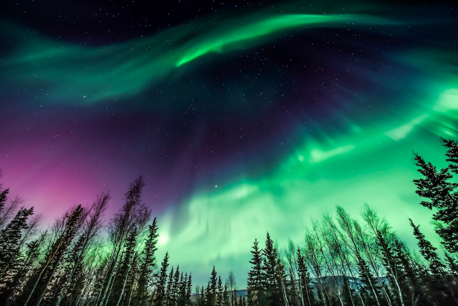 The greenish purple hues of the Northern Lights dance among the trees of Fairbanks, Alaska